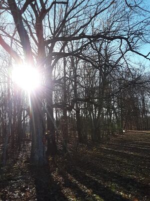 Keywords: trees,sunshine,bare,fall,winter