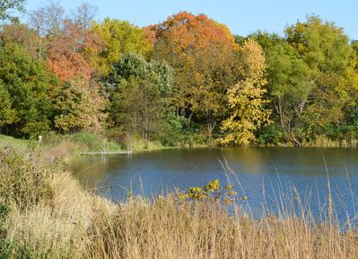 Keywords: trees and lake