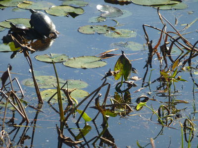 Keywords: two turtles,water,pond