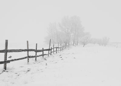 Keywords: winter,nature,season,trees,painting a fence in the snow