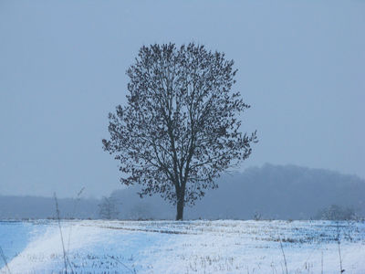 Keywords: winter tree,painting a solitary tree in winter