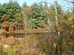 Holliston_Stony-Brook_Nature-1130140.jpg