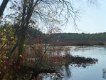 Holliston_Stony-Brook_Nature-1130142.jpg