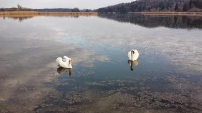 Keywords: swans,swan,lake,swimming,swans on a lake,White Swans on a Lake