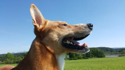 Keywords: dog,sun,outside,happy,short-haired,open mouth,Grinning Yellow Dog