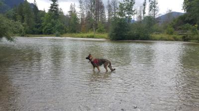 Keywords: dog,german shepherd,water,standing in water,Dog Standing in Water