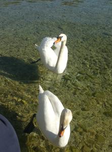 Keywords: ducks,white ducks,duck,white duck,friendly,curious,walking in the sun,Two Friendly Ducks