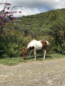 Keywords: horse,brown and white,brown and white horse,pony,grazing,grazing horse,Solitary Grazing Horse,painting a horse using the lifting off technique