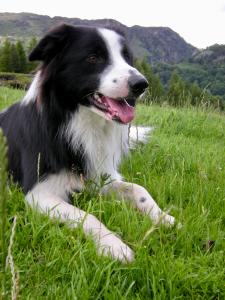 Keywords: dog,dog in grass,black and white,black and white dog,dog lying on grass,Patron Critique: how to create forms and shapes for a watercolor painting of dog