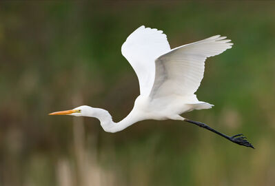 Keywords: egret in flight,egret,white,bird,in flight,painting an egret using masking fluid,painting a flying egret - part 1,painting a flying egret - part 2,painting a flying egret - part 3