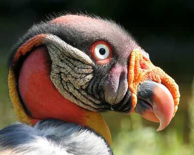 Keywords: king vulture,vulture,colorful bird,bird