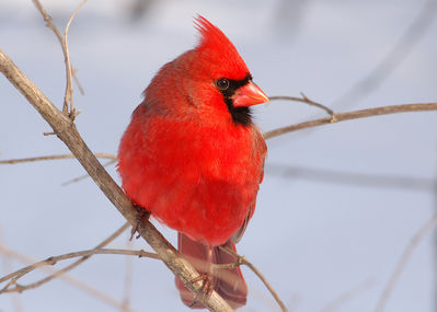 Keywords: branch,winter,Watercolor painting a cardinal - 42:53,Color transition with wet-into-wet,painting of a cardinal