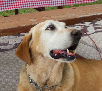 Keywords: dog,smiling,yellow,yellow dog