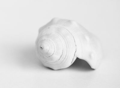 Keywords: Sea_shell white,painting a conch shell