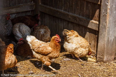 Keywords: chickens,barnyard,barn,drawing study of chickens,drawing a chicken with colored pencils and a kneaded eraser,painting chickens