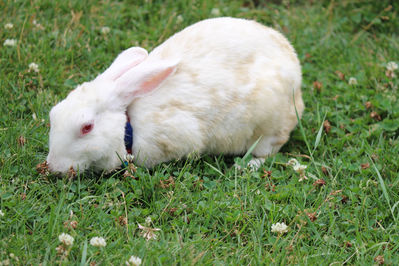 Keywords: Watercolor painting of a rabbit - Happy Easter,painting a white rabbit in a field of flowers