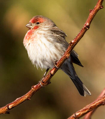 Keywords: painting of a bird with a red head