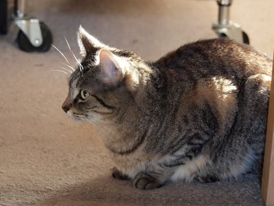 Keywords: painting a cat lying in the sun,whiskers