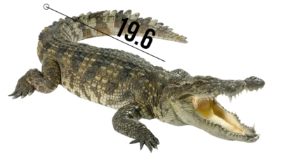 Keywords: crocodile