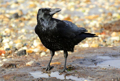 Keywords: painting a crow with ink and watercolor,crow,bird,black