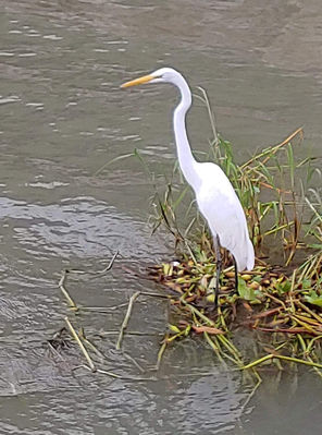 Keywords: white,egret,painting a standing egret using masking fluid