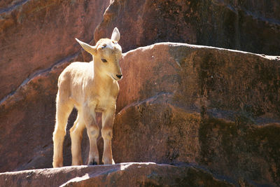 Keywords: mountain goat,goat on the rocks,rocks,small,young goat,drawing a mountain goat with graphite,painting of a young mountain goat