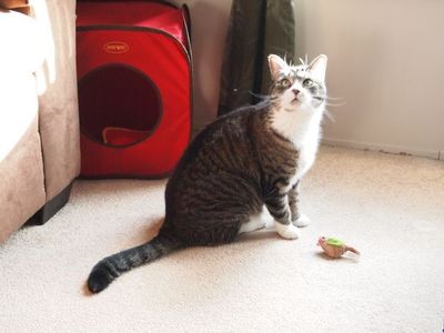 Keywords: grey cat with toy,painting a cat wet in wet