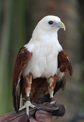 Keywords: bird,brown and white,eagle,painting of an eagle