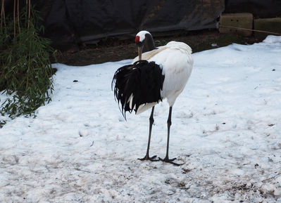 Keywords: crane in snow,snow,crane,red crested crane,painting a crane standing in the snow