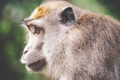 Keywords: painting a monkey,grey,profile