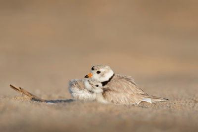 Keywords: mother bird,baby bird,mother and baby,sand,painting of a plover and chick