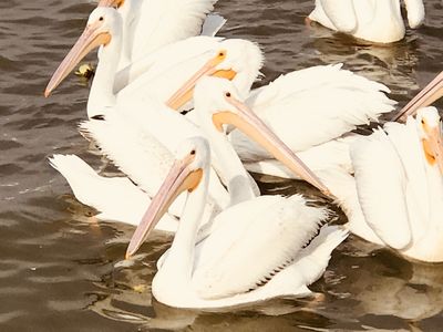 Keywords: pelican,pelicans,flock