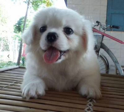 Keywords: small dog,happy dog,white,painting of a puppy