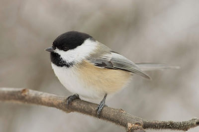 Keywords: chickadee,black cap.How to Draw and Paint a Bird - 22:15,painting original bookmarks using two references