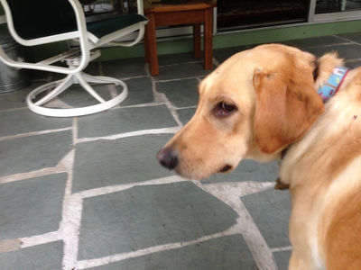 Keywords: painting of a dog named Rosie,lab,labrador,yellow