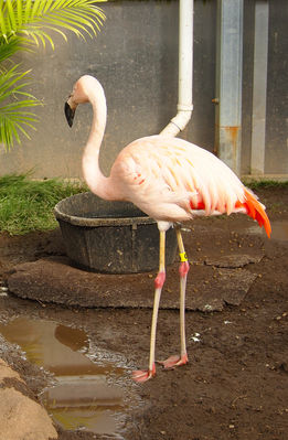 Keywords: painting a flamingo using the lifting off technique,flamingo