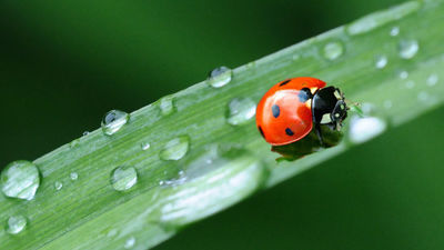 Keywords: ladybug,ladybird,Watercolor painting of a Ladybug