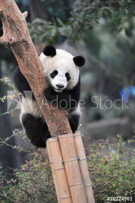 Keywords: panda,panda in a tree,painting a panda