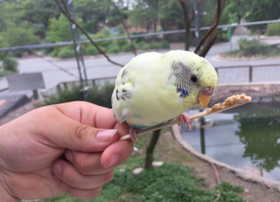 Keywords: parakeet,parakeet on finger,perch,painting a bird and apple blossoms combining two photo references