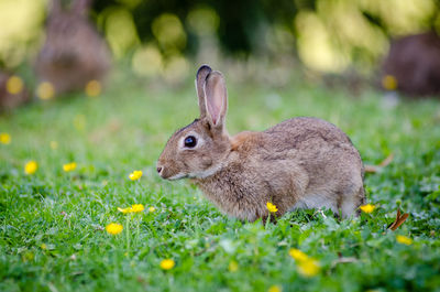 Keywords: brown,rabbit,brown rabbit,grass,painting a white rabbit in a field of flowers