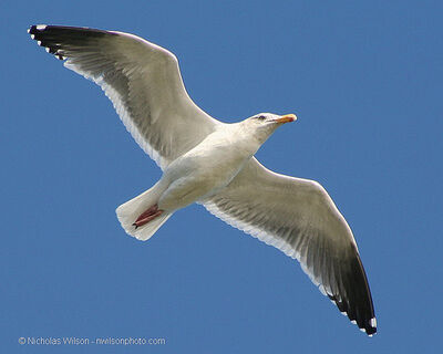 Keywords: painting of a seagull in flight,flying,bird