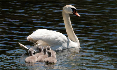 Keywords: painting a swan family,cygnets