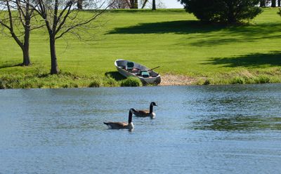 Keywords: water,ducks,green grass