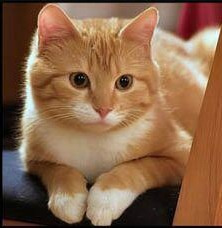 Keywords: cat,paws,bookmark,painting an orange cat