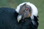 Andean_condor.jpg