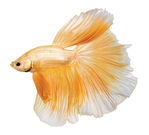 betta-fins-gold_revised.jpg