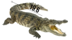 crocodile1.PNG