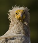 egyptian_vulture.jpg