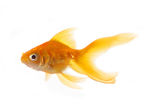 goldfish1.jpg