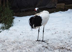 japanese_crane_on_snow.JPG